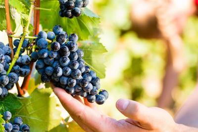 Latest Resveratrol Research