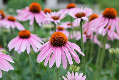Echinacea: 10 Surprising Health Benefits