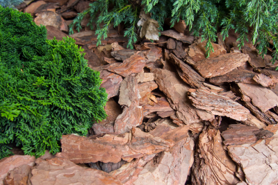 25 Health Benefits of Pine Bark Extract