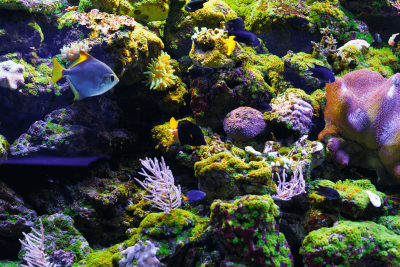 Astaxanthin, perhaps the most powerful antioxidant nature has to offer