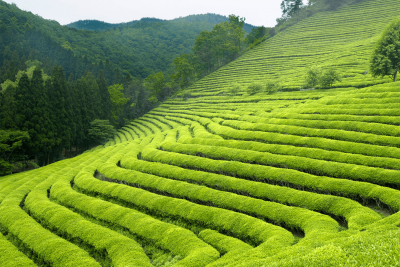 30+ Interesting Health Facts: Green Tea, Guavas & Saunas