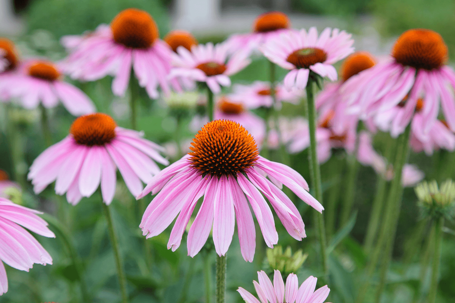 Echinacea: 10 Surprising Health Benefits