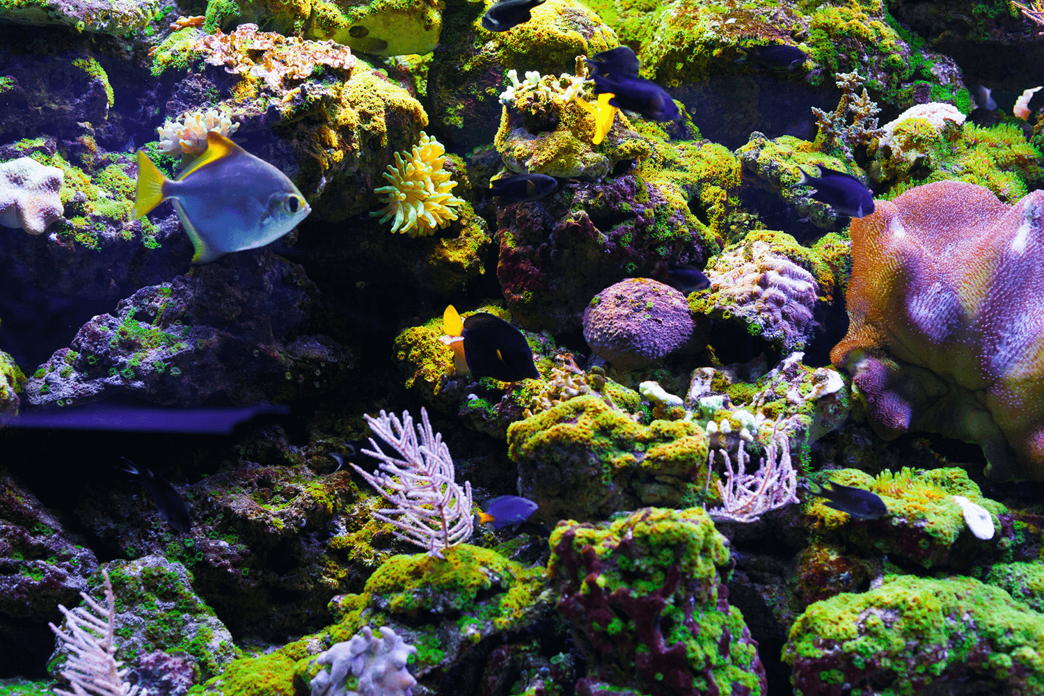 Astaxanthin, perhaps the most powerful antioxidant nature has to offer